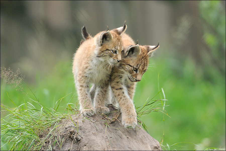 Wildpark Granat 2011 07 31 D3S 2626 2a