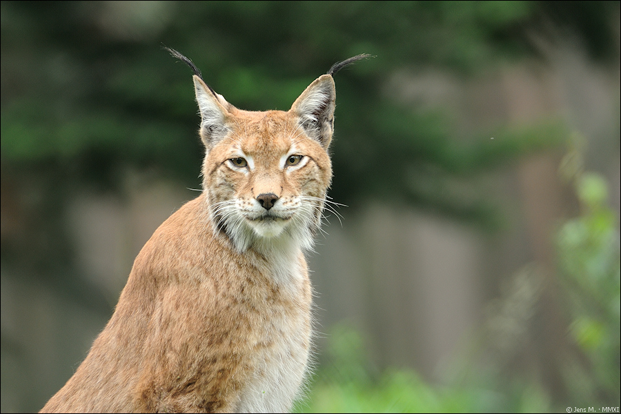 Wildpark Granat 2011 07 31 D3S 2648 1a