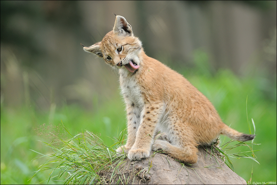 Wildpark Granat 2011 07 31 D3S 2671 2a