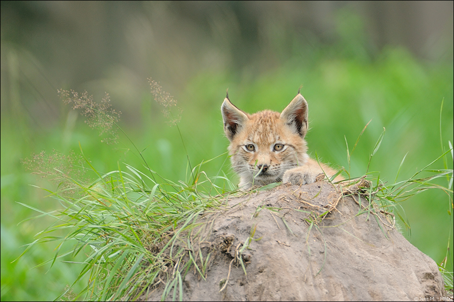Wildpark Granat 2011 07 31 D3S 2681 2a