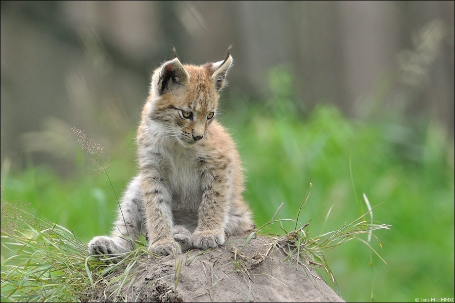 Wildpark Granat 2011 07 31 DSC 0100 2a
