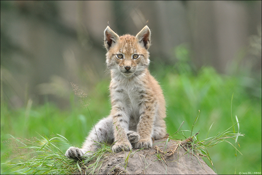 Wildpark Granat 2011 07 31 DSC 0112 2a