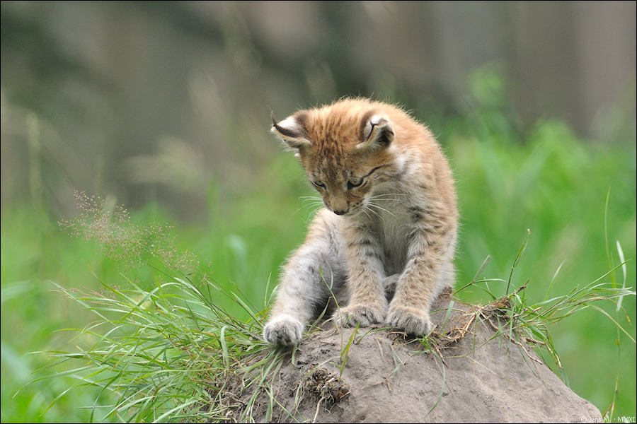 Wildpark Granat 2011 07 31 DSC 0121 2a
