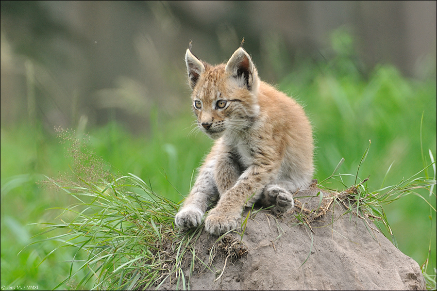 Wildpark Granat 2011 07 31 DSC 0125 1a