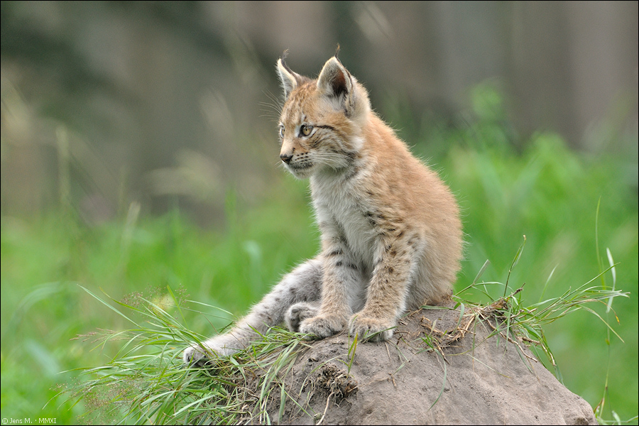 Wildpark Granat 2011 07 31 DSC 0134 1a
