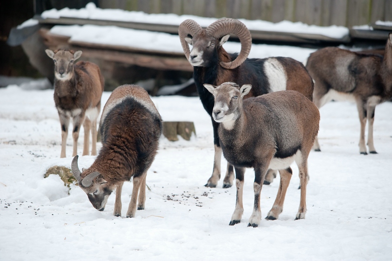 Wildpark Höllohe, D700 mit Sigma 150-500 OS