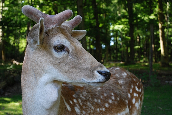 Wildpark Kommern 022 2