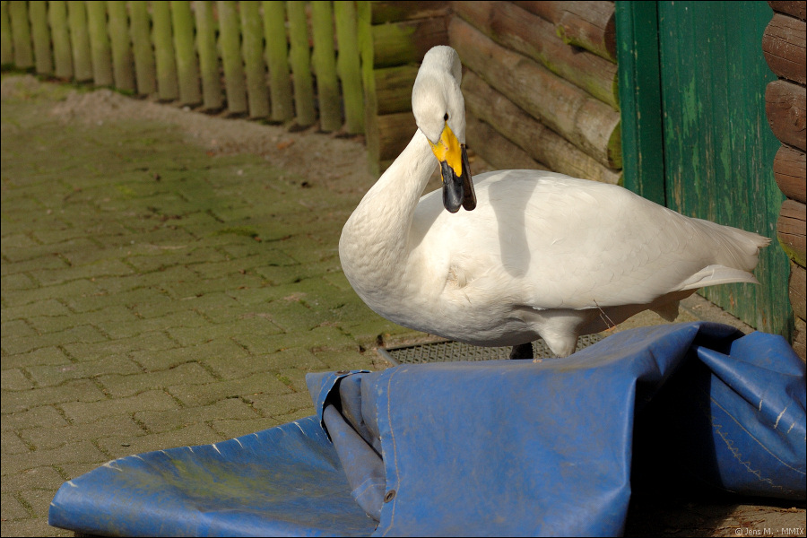 Wildpark Lüneburger Heide D2X 0163 1