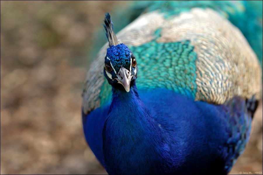 Wildpark Lüneburger Heide D2X 0256 1

· http://www.nikon-fotografie.de/vbulletin/showpost.php?p=1216815&postcount=1794