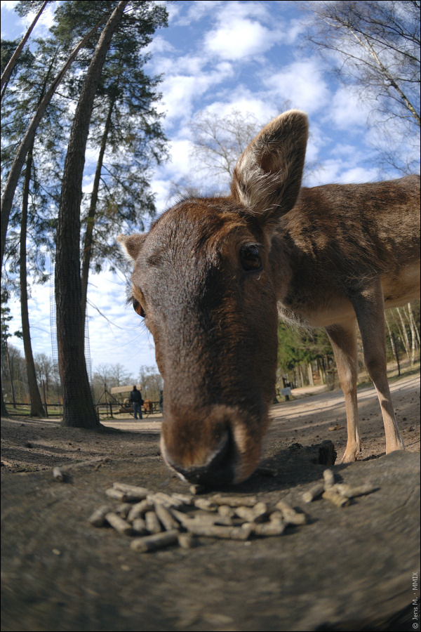 Wildpark Lüneburger Heide D2X 0332 1