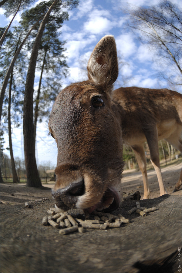 Wildpark Lüneburger Heide D2X 0333 1

· http://www.nikon-fotografie.de/vbulletin/showpost.php?p=1256300&postcount=190