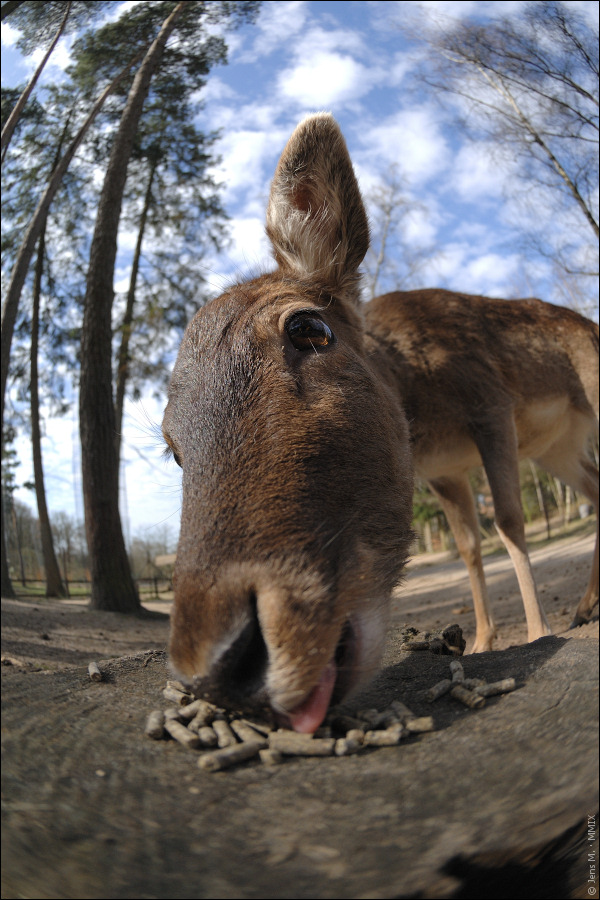 Wildpark Lüneburger Heide D2X 0334 1

· http://www.nikon-fotografie.de/vbulletin/showpost.php?p=1256300&postcount=190