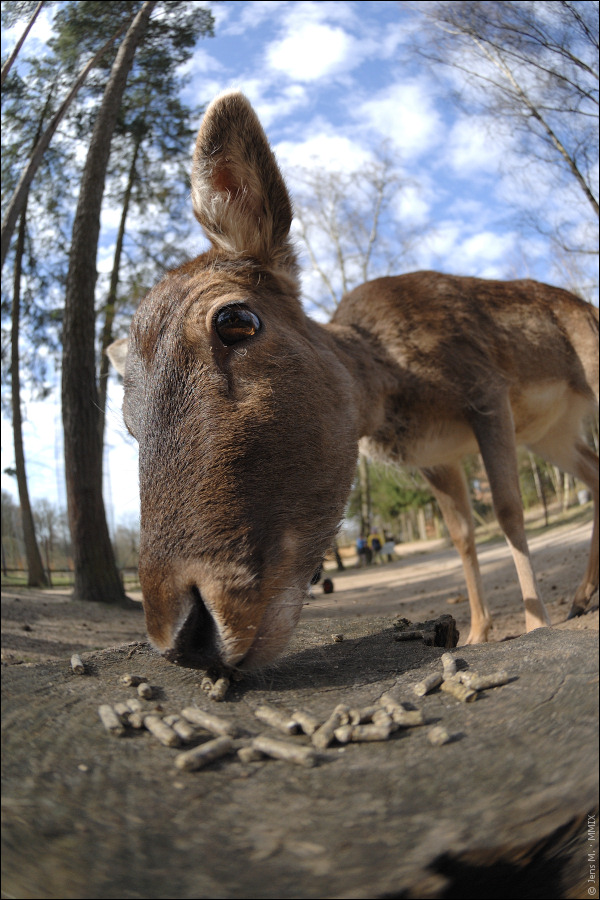 Wildpark Lüneburger Heide D2X 0336 1