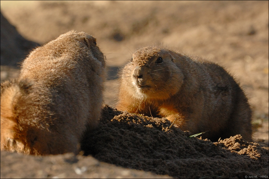 Wildpark Lüneburger Heide D2X 0754 1
