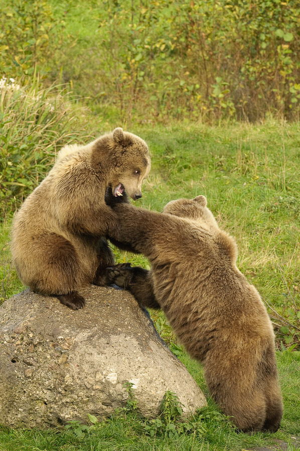 Wildpark Poing