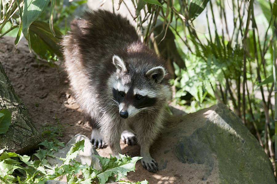 Wildpark Reken 1. Juni 2014
DSC7247