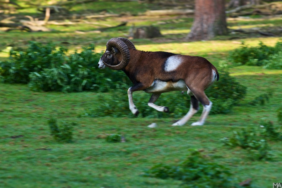 Wildpark www (1)