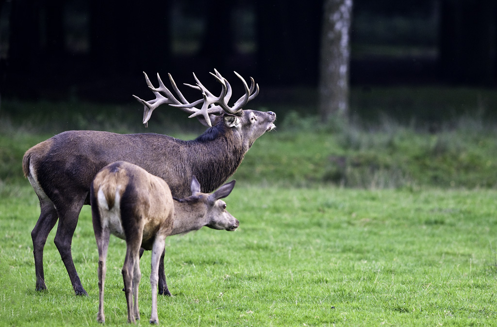 wildpark