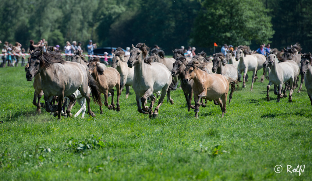Wildpferde 2012 11