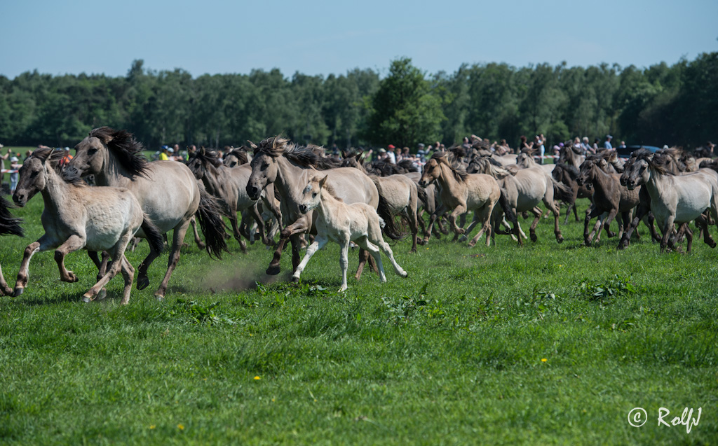 Wildpferde 2012 12