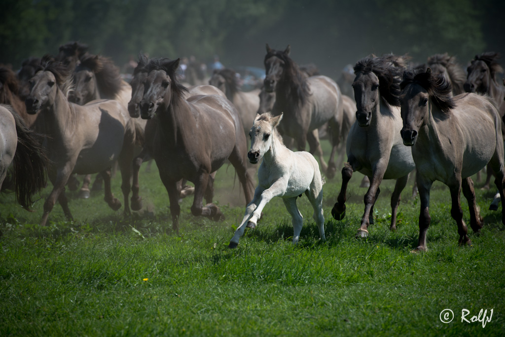 Wildpferde 2012 14