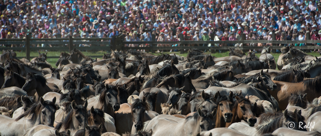 Wildpferde 2012 16