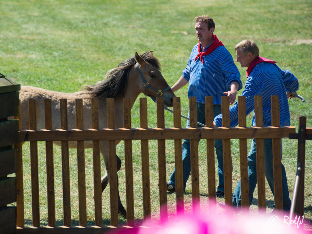 Wildpferde 2012 17