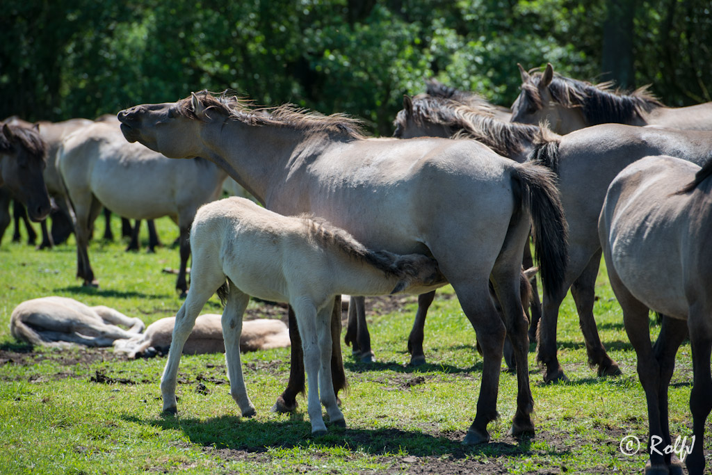 Wildpferde 2012 2