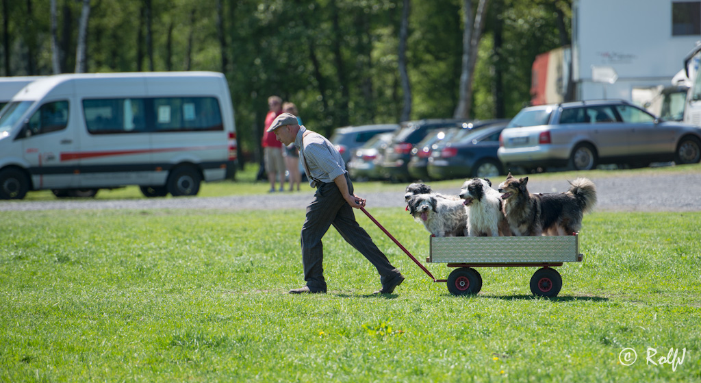 Wildpferde 2012 7