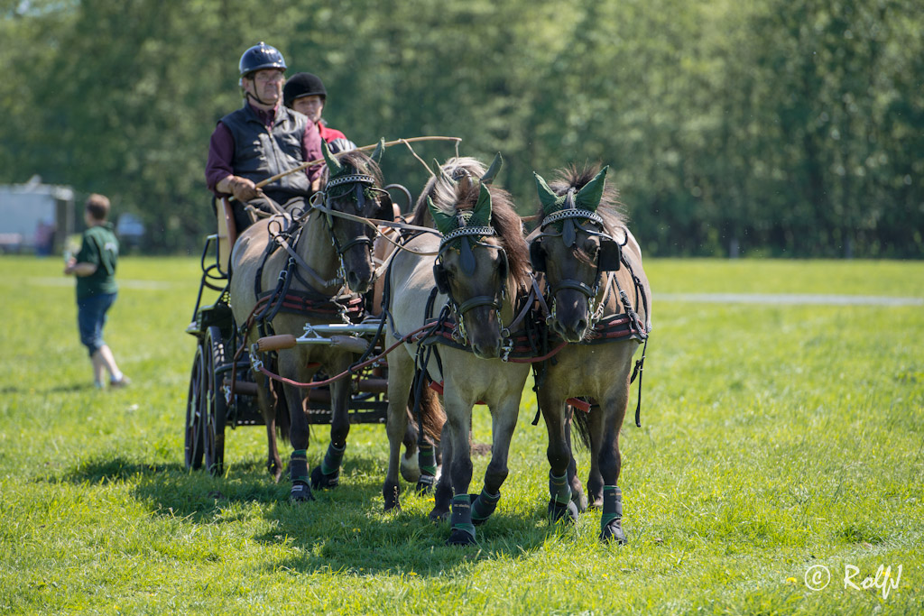 Wildpferde 2012 8