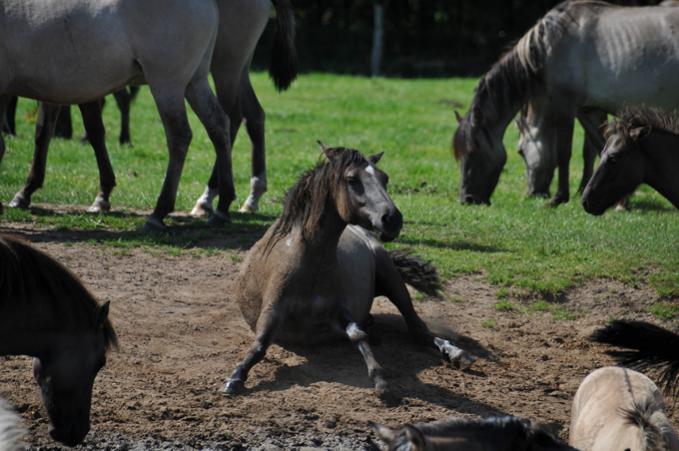 Wildpferde (72)