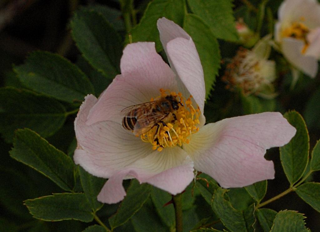 Wildrose mit Gast