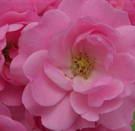 Wildrose