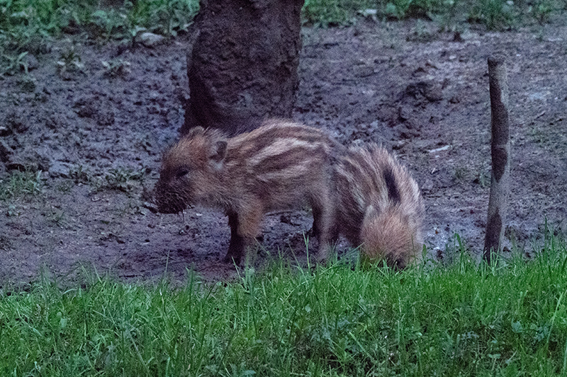 Wildschw965