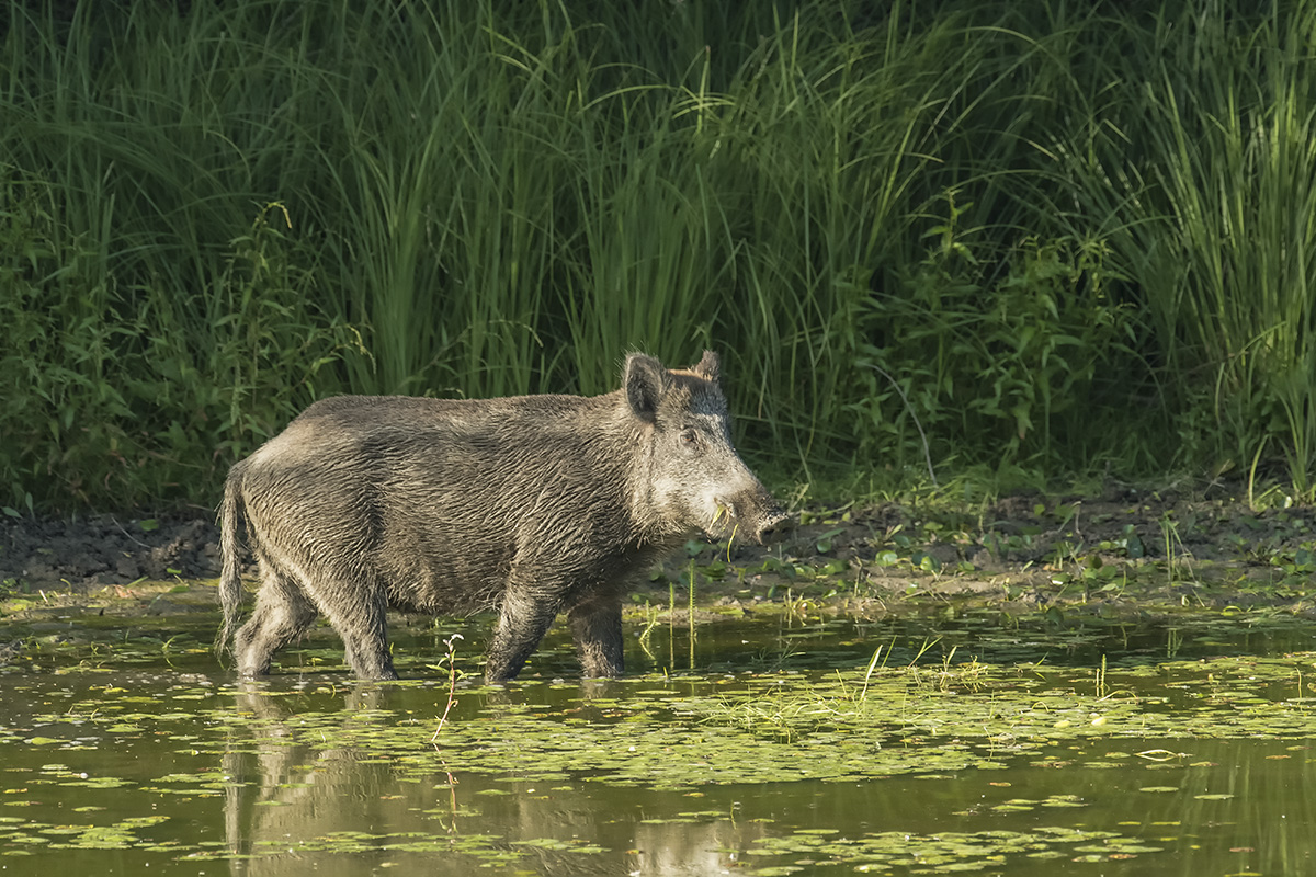 wildschwein 02