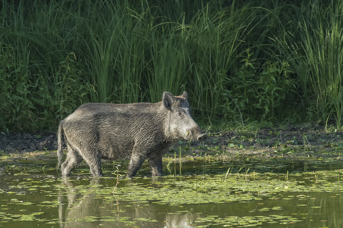 wildschwein 03