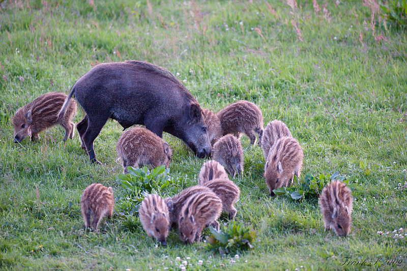 wildschwein 1