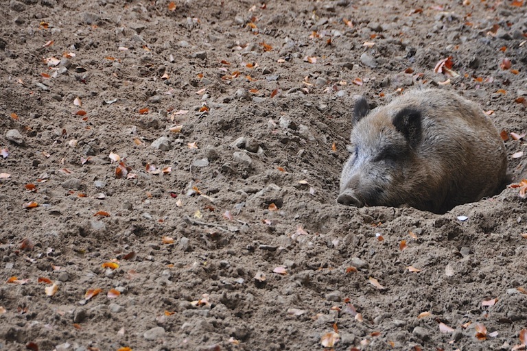 Wildschwein