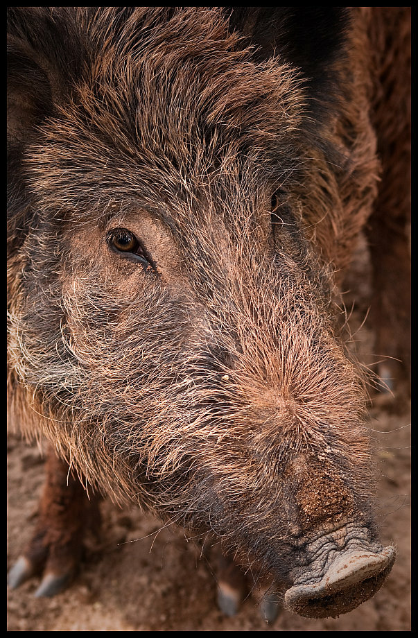 Wildschwein