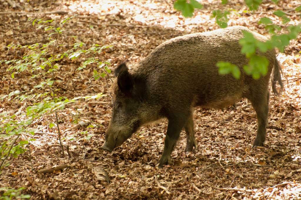 Wildwald 72 Klein