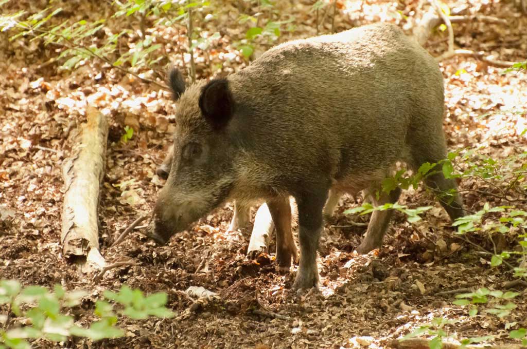 Wildwald 77 Klein