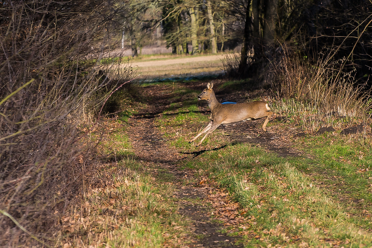 Wildwechsel (1 von 1).JPG