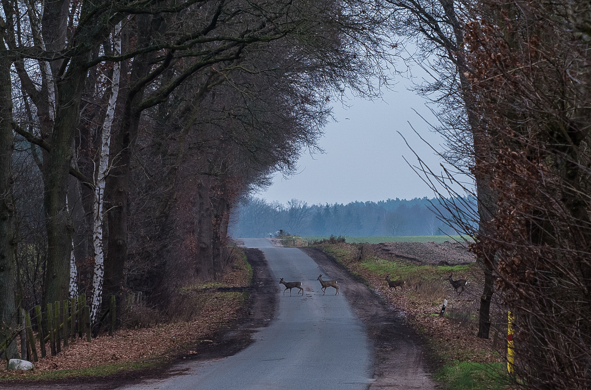 Wildwechsel (1 von 1).JPG