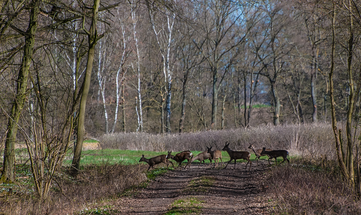 Wildwechsel (1 von 1).JPG