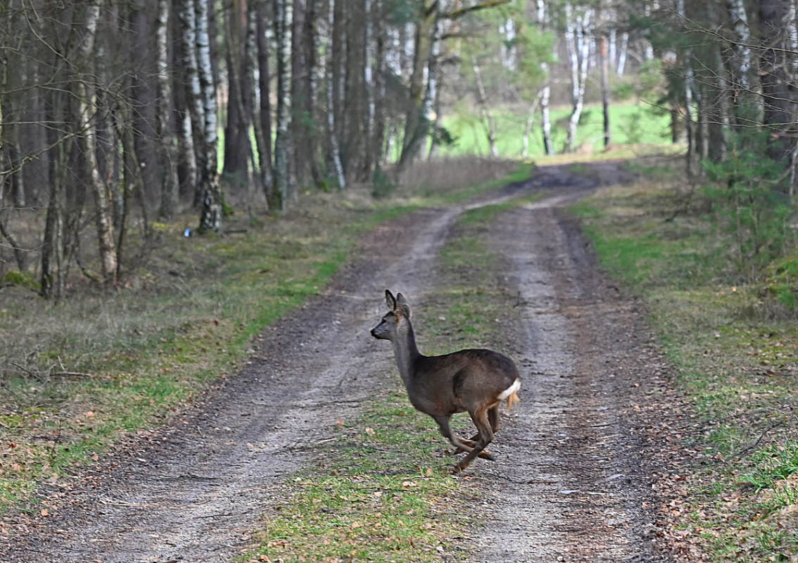 Wildwechsel 3.jpg