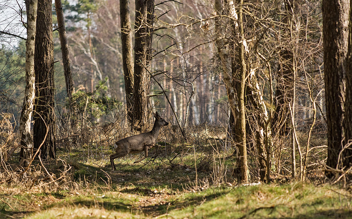 Wildwechsel 3