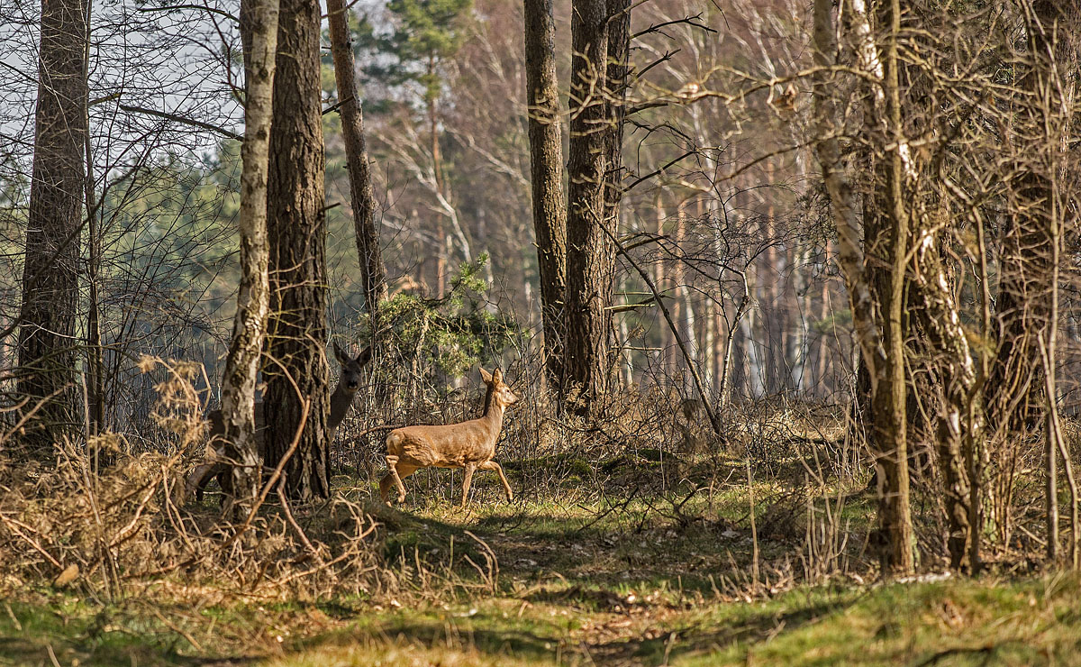 Wildwechsel 4