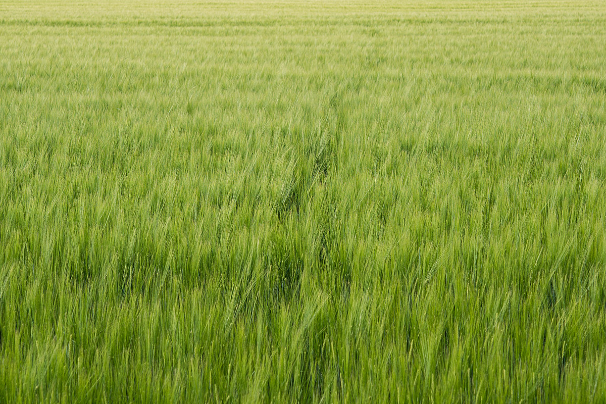 Wildwechsel in der Gerste