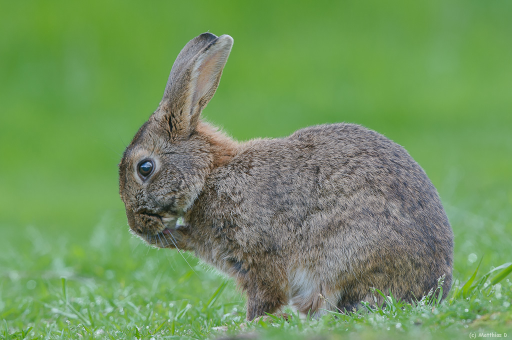 Wilkaninchen