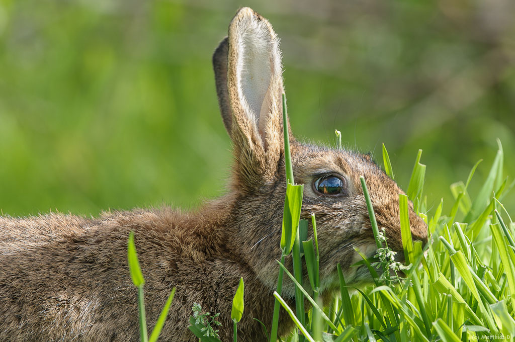 Wilkaninchen